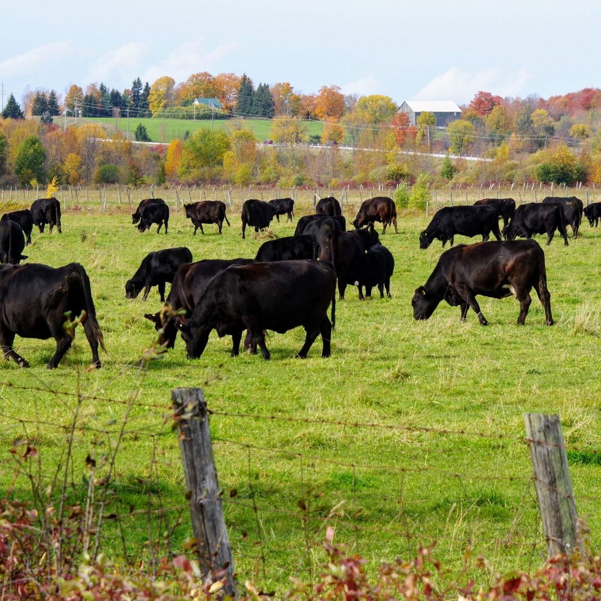 Cows in Field (Fall) - Scott Goodfellow